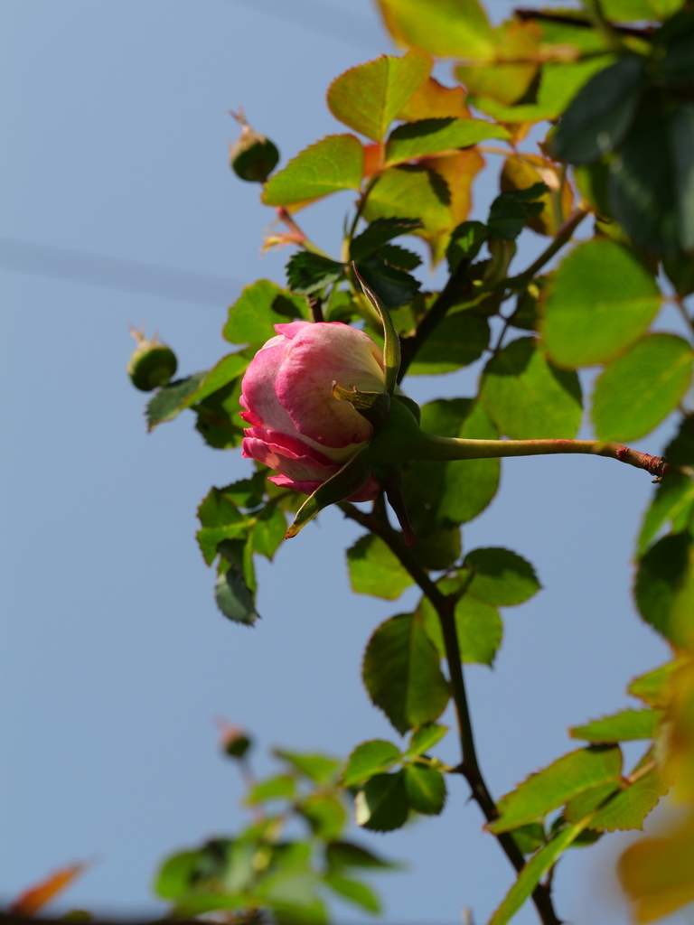 2025-04-17 10_17№(0024).JPG