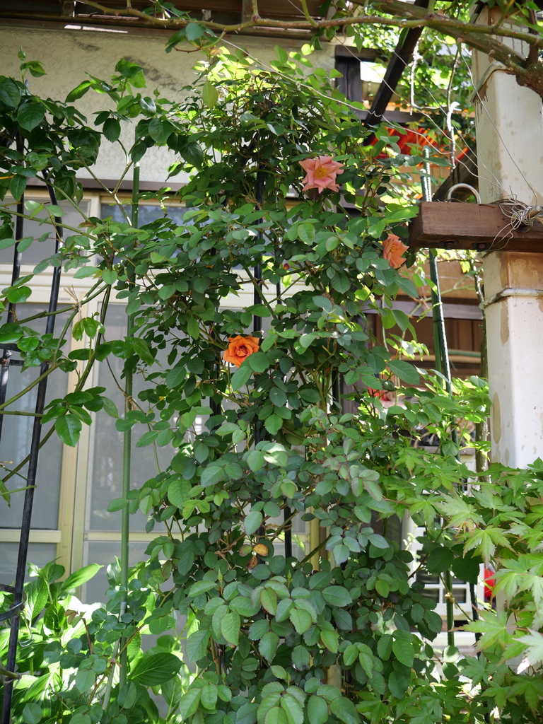 2025-04-17 10_18№(0030).JPG