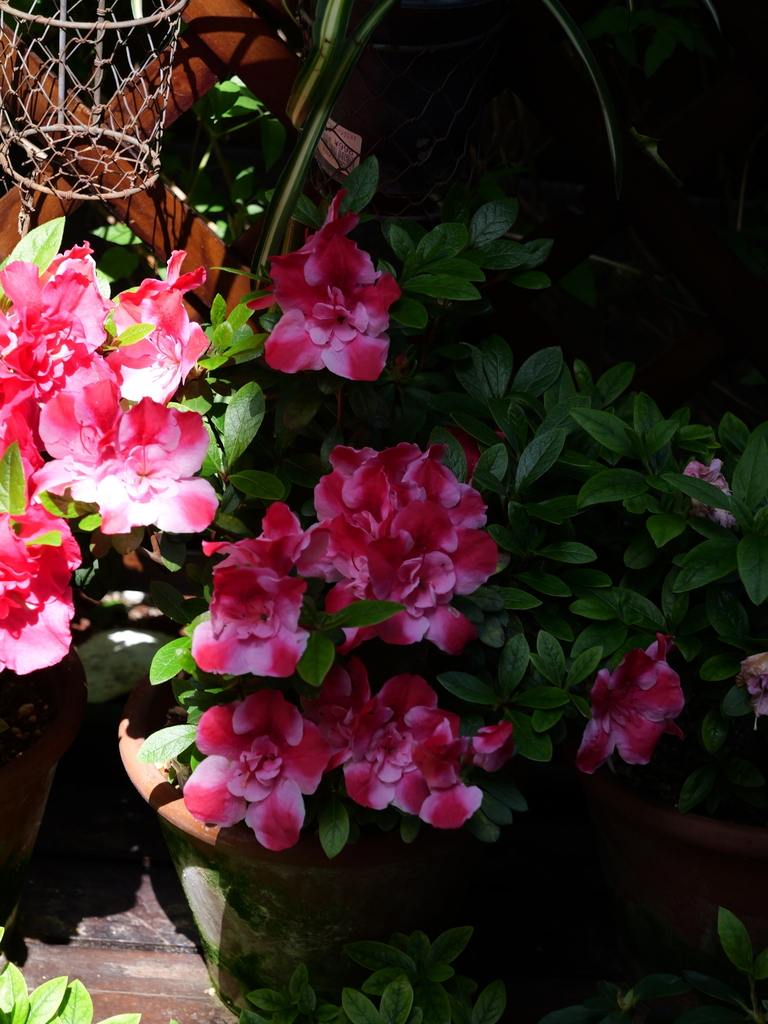 2025-04-17 10_18№(0034).JPG
