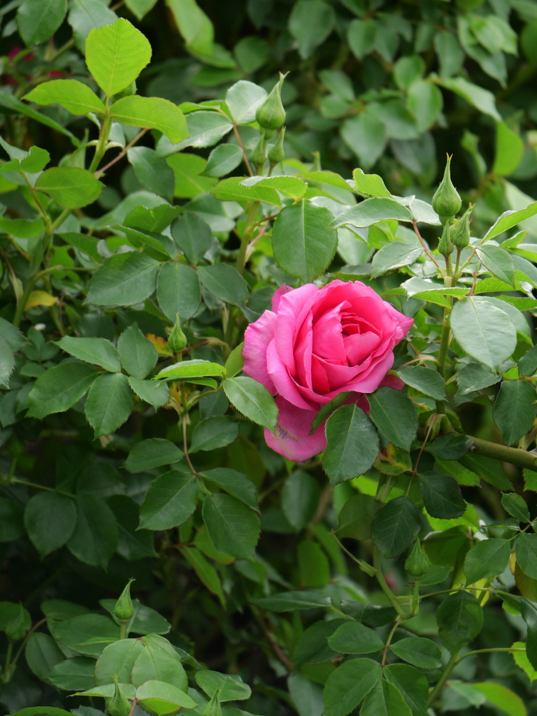 2025-04-18 09_06№(0296).JPG