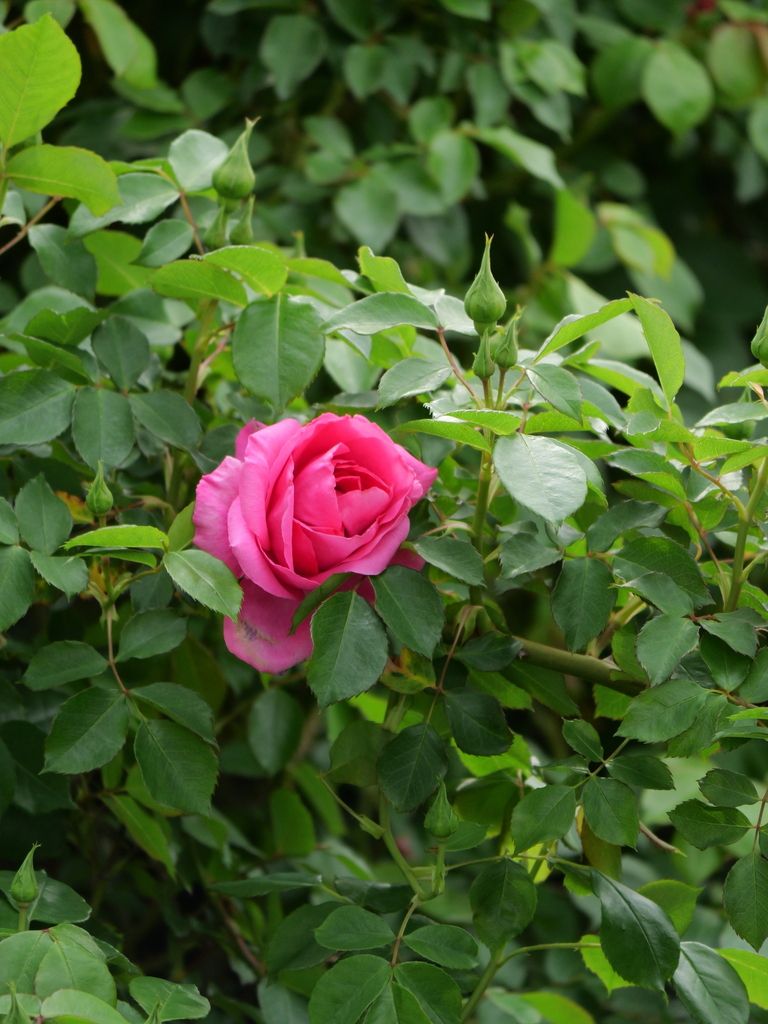 2025-04-18 09_06№(0297).JPG