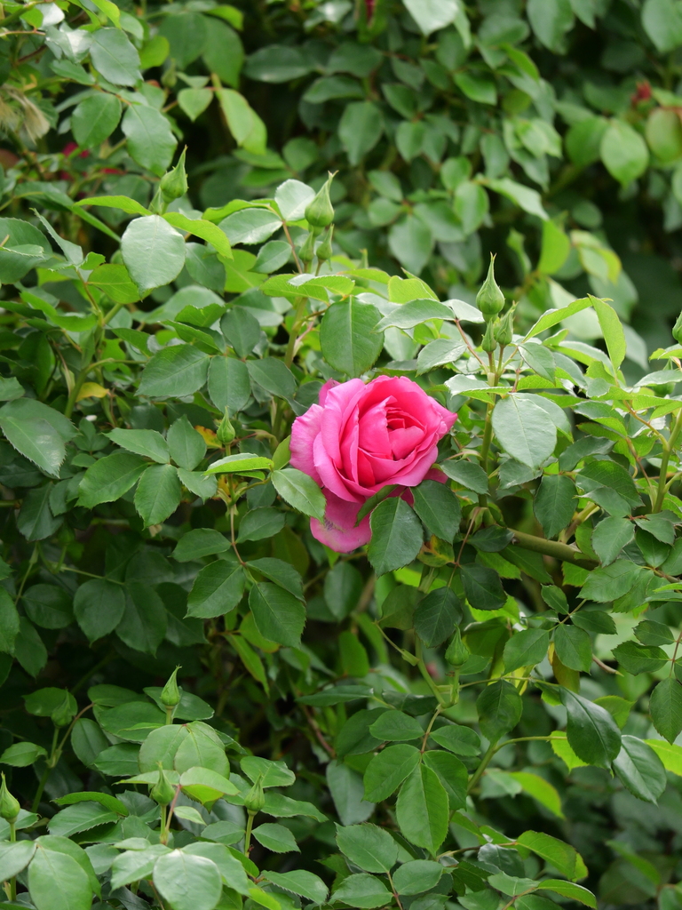 2025-04-18 09_06№(0298).JPG