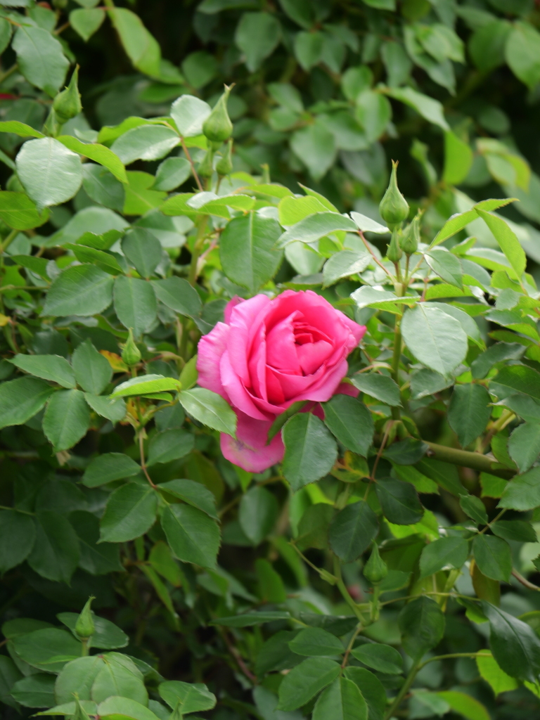 2025-04-18 09_06№(0301).JPG