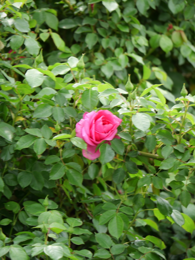 2025-04-18 09_06№(0303).JPG