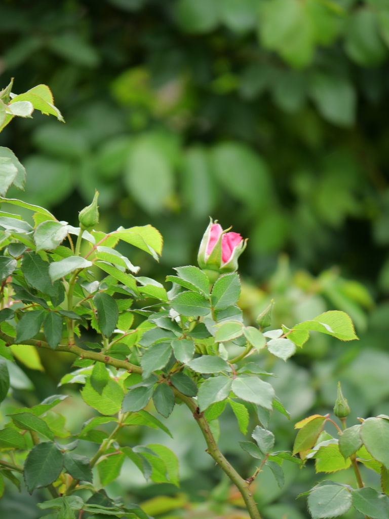 2025-04-18 09_07№(0307).JPG