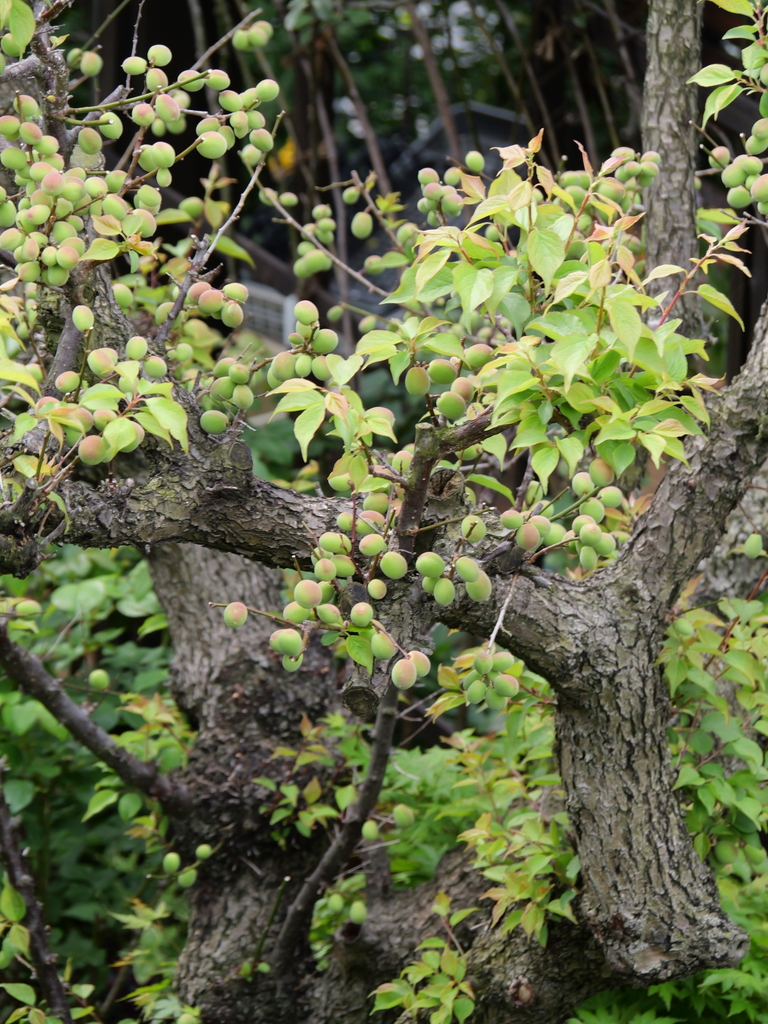 2025-04-18 09_08№(0315).JPG