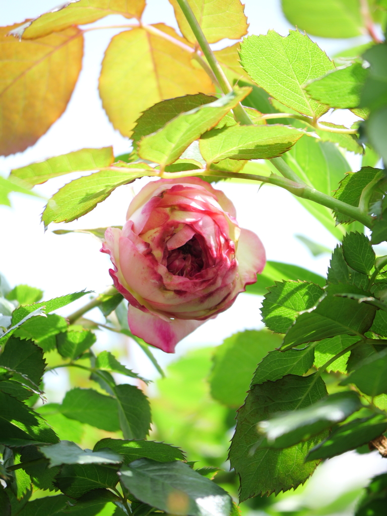 2025-04-19 10_58№(0010).JPG