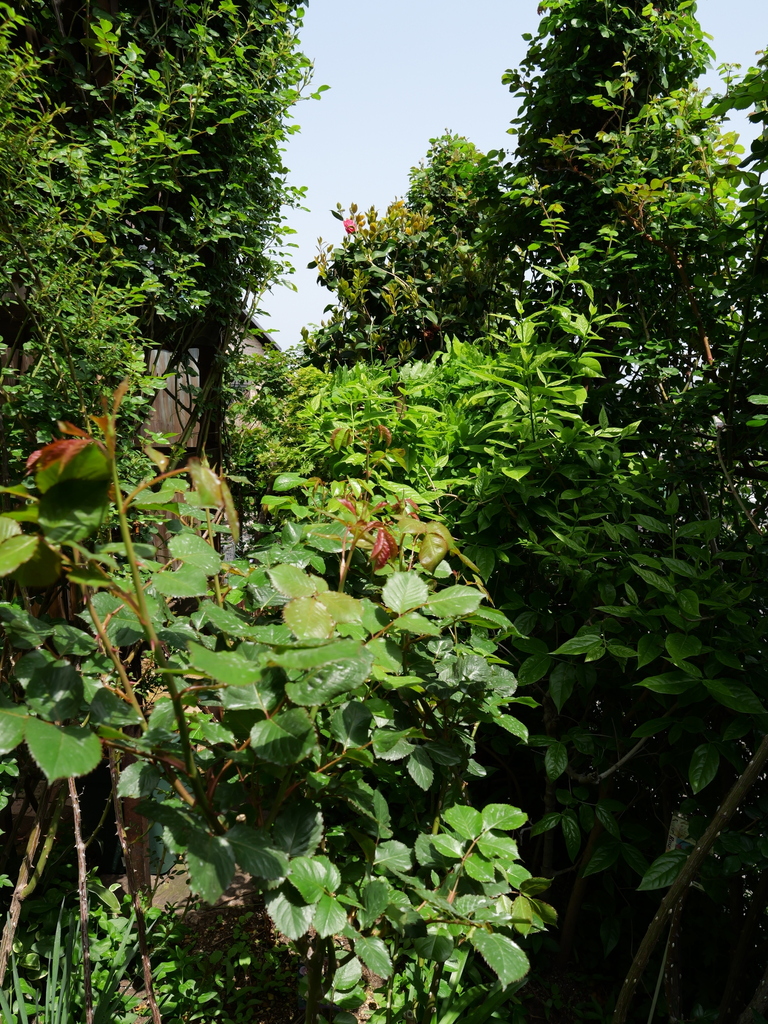 2025-04-19 11_23№(0086).JPG
