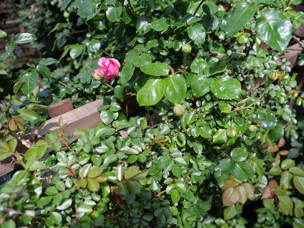 2025-04-19 11_26№(0089).JPG