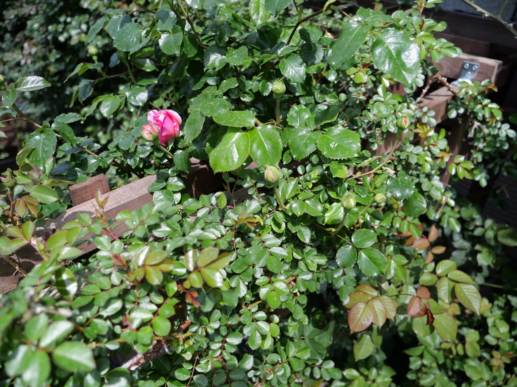 2025-04-19 11_27№(0091).JPG