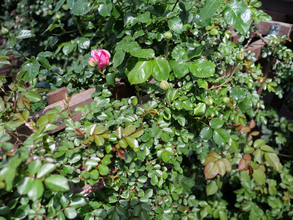 2025-04-19 11_27№(0092).JPG