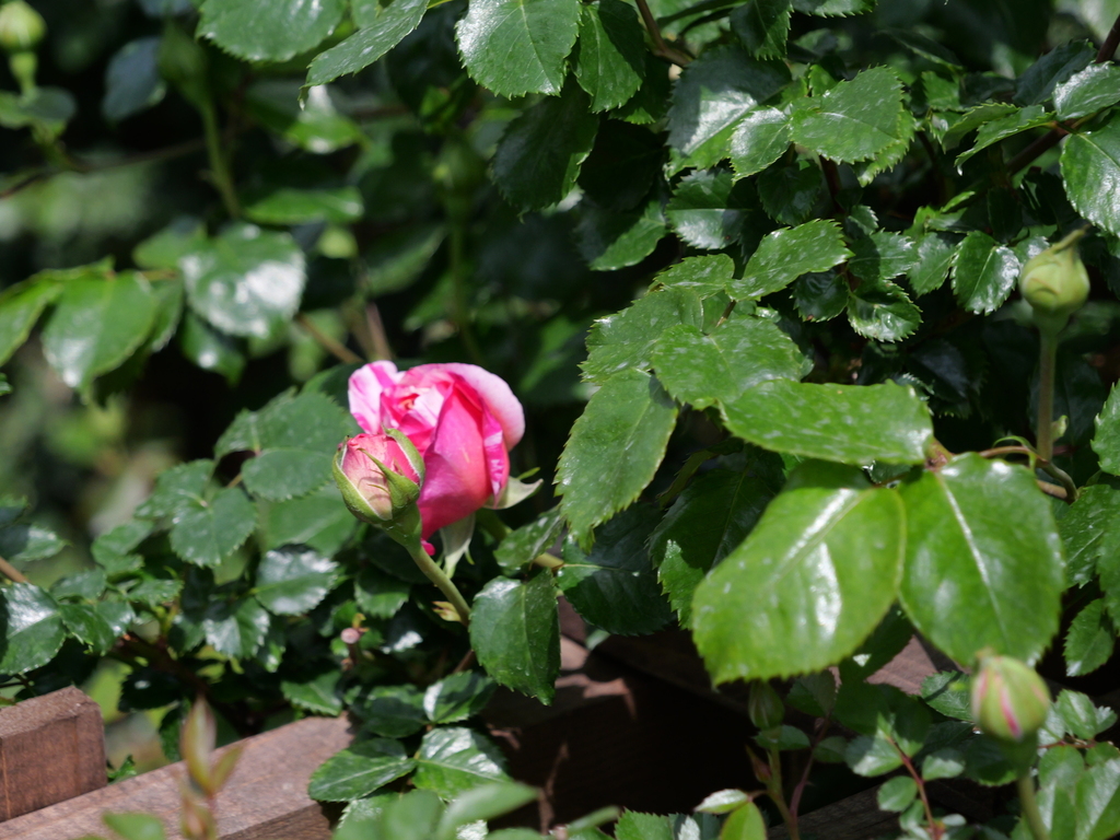2025-04-19 11_27№(0094).JPG