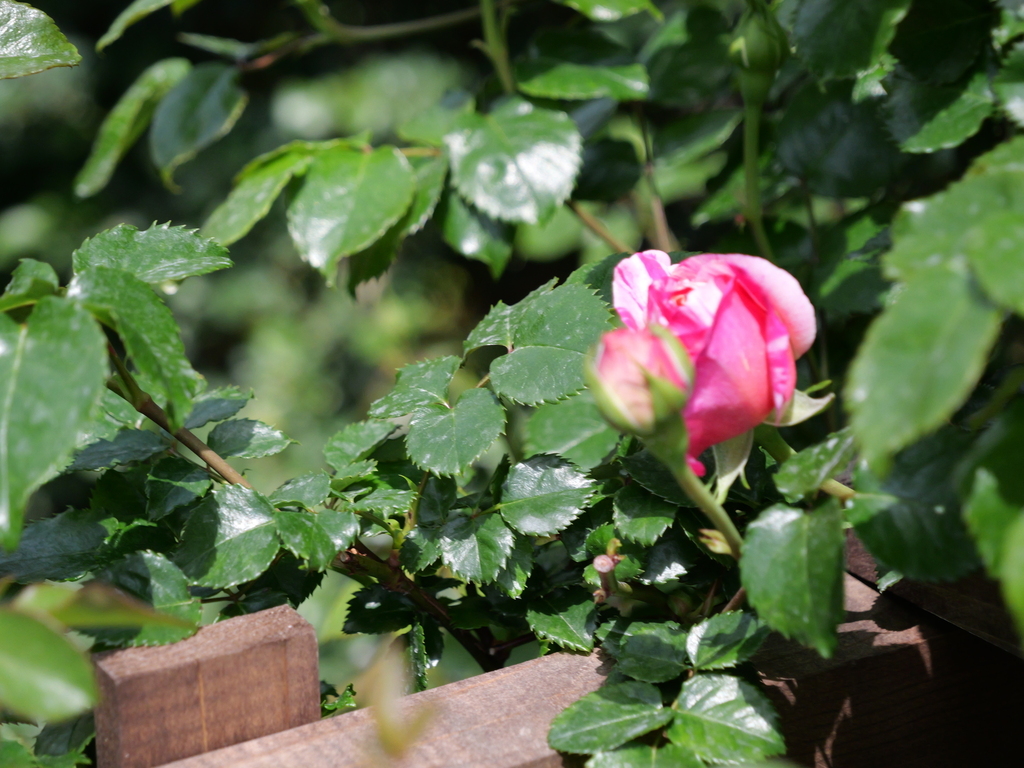 2025-04-19 11_28№(0097).JPG