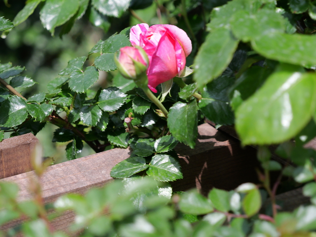 2025-04-19 11_28№(0098).JPG