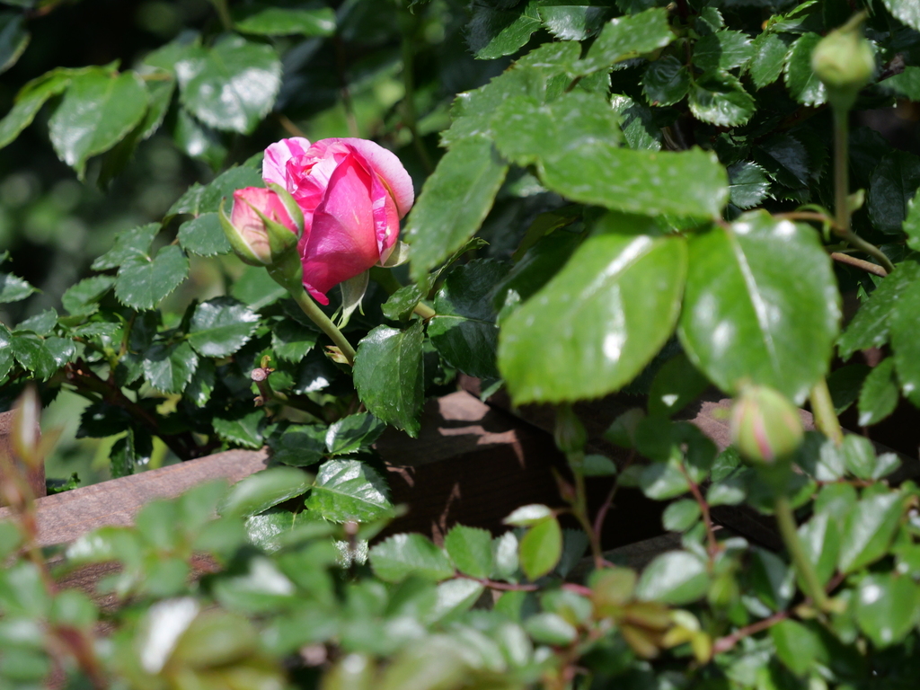 2025-04-19 11_28№(0099).JPG