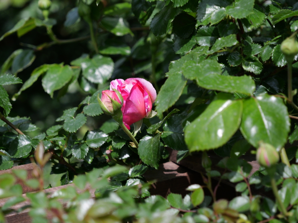 2025-04-19 11_28№(0100).JPG