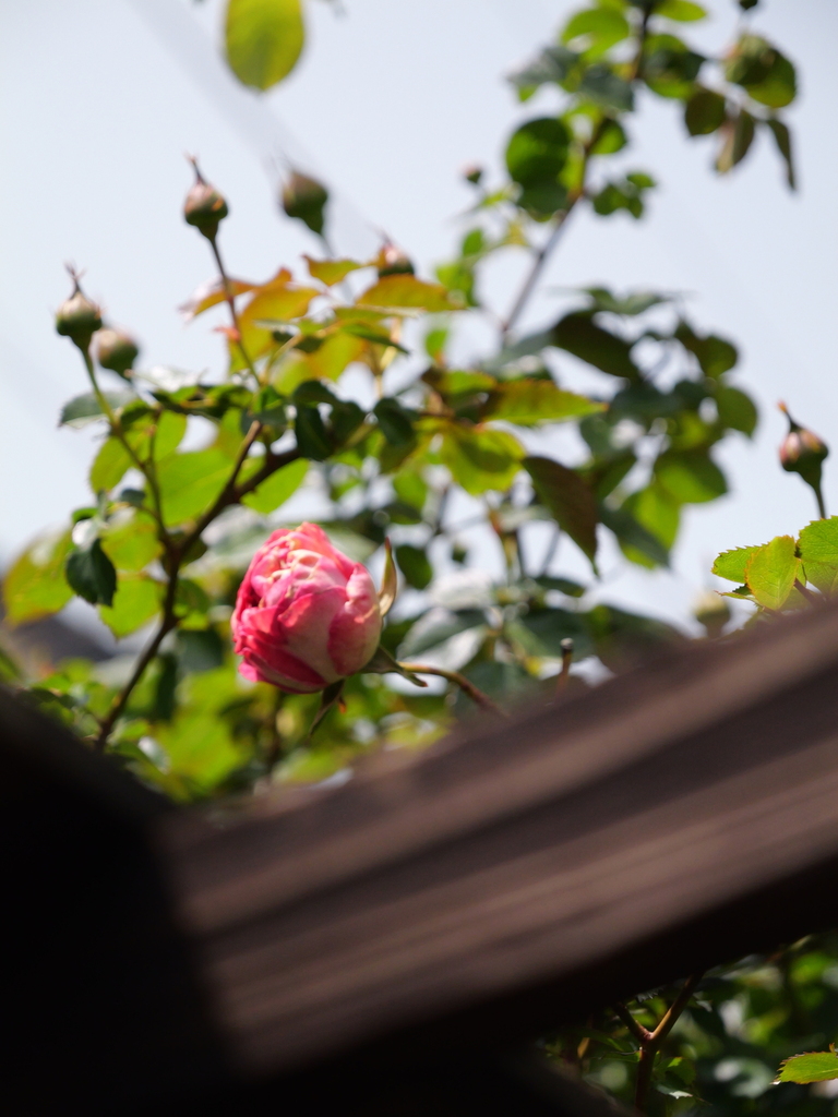 2025-04-19 11_57№(0271).JPG
