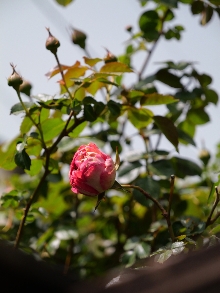 2025-04-19 11_57№(0272).JPG