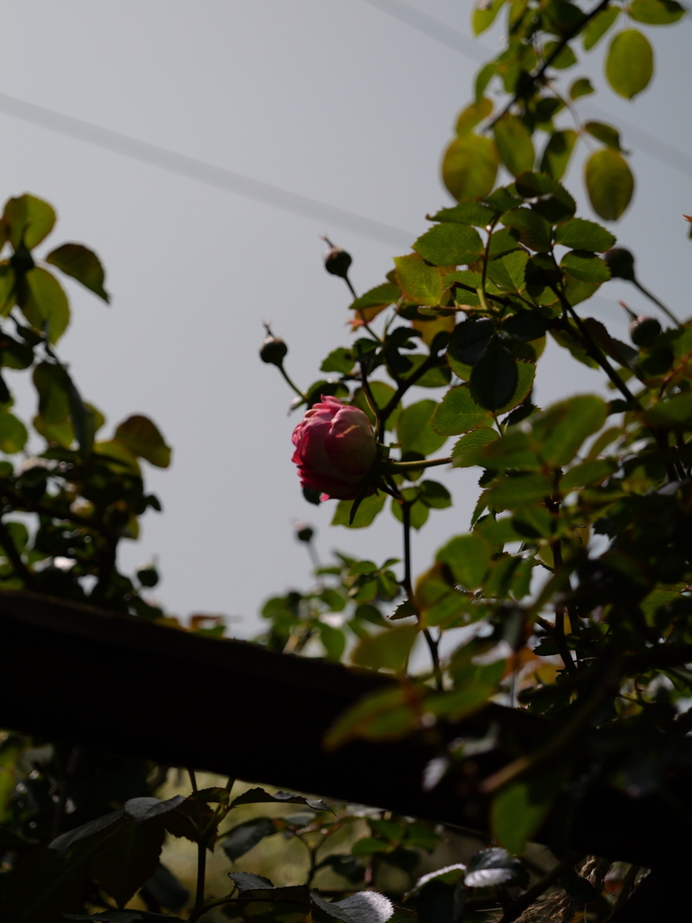 2025-04-19 11_57№(0277).JPG