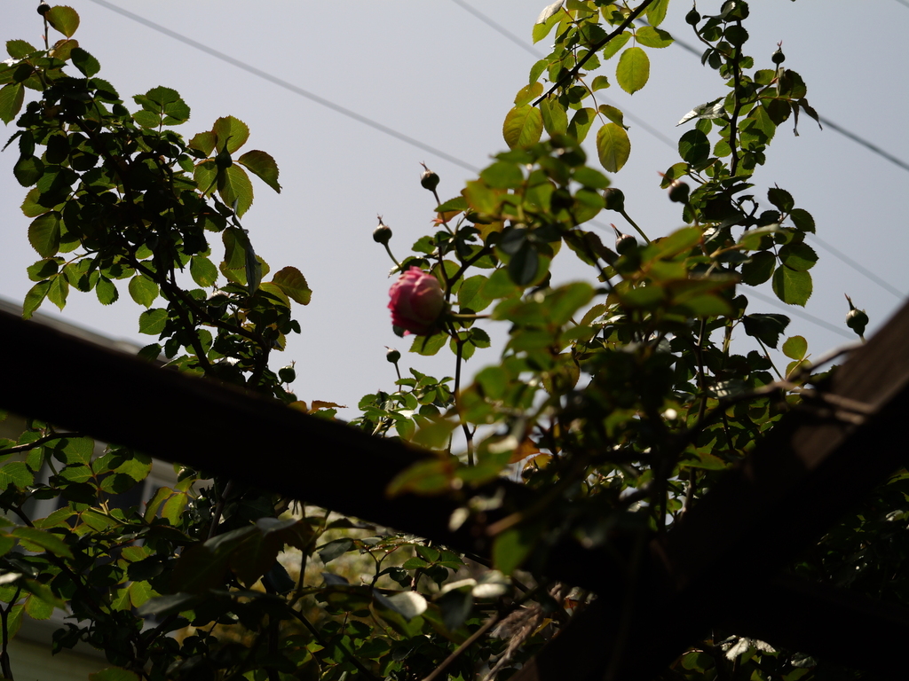 2025-04-19 11_57№(0279).JPG