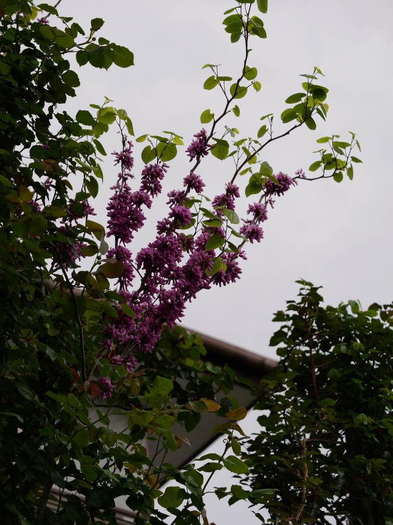 2025-04-20 08_02№(0117).JPG