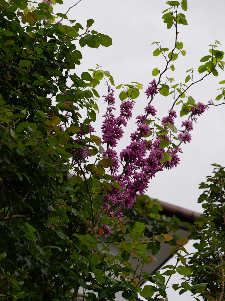 2025-04-20 08_02№(0118).JPG