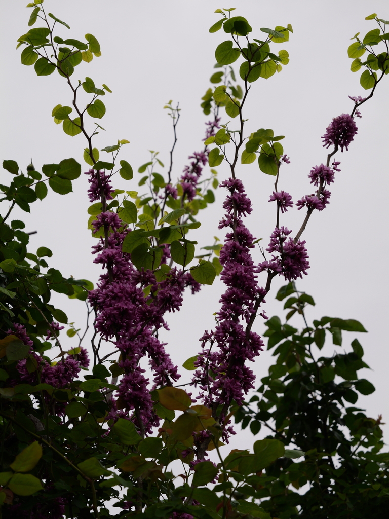 2025-04-20 08_03№(0120).JPG