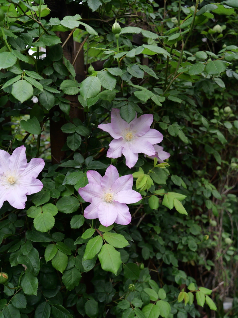 2025-04-20 08_07№(0234).JPG
