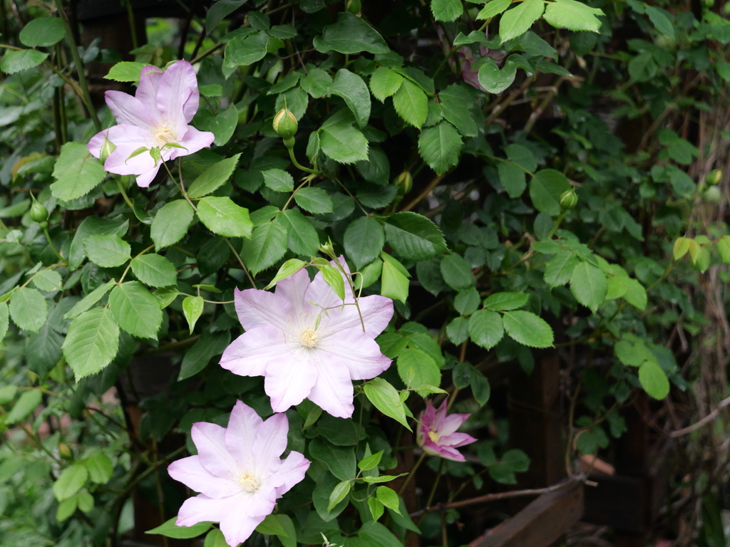 2025-04-20 08_08№(0239).JPG