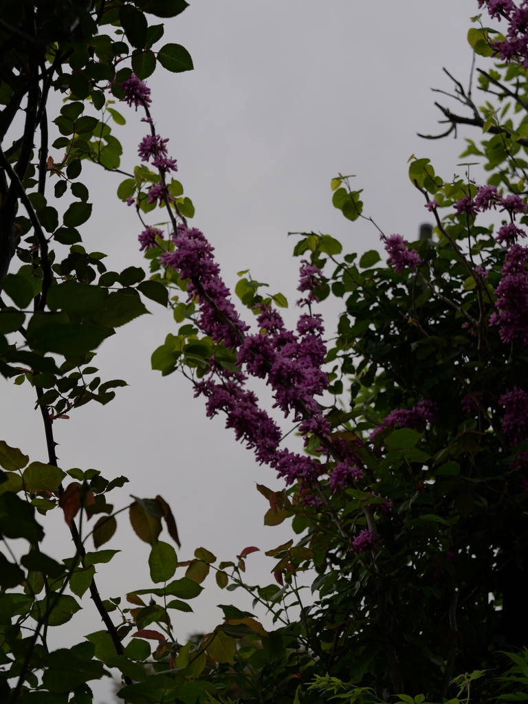 2025-04-20 08_09№(0254).JPG