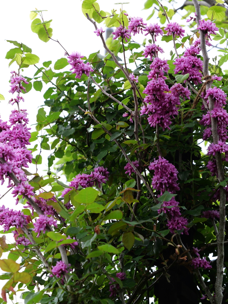 2025-04-20 08_09№(0257).JPG