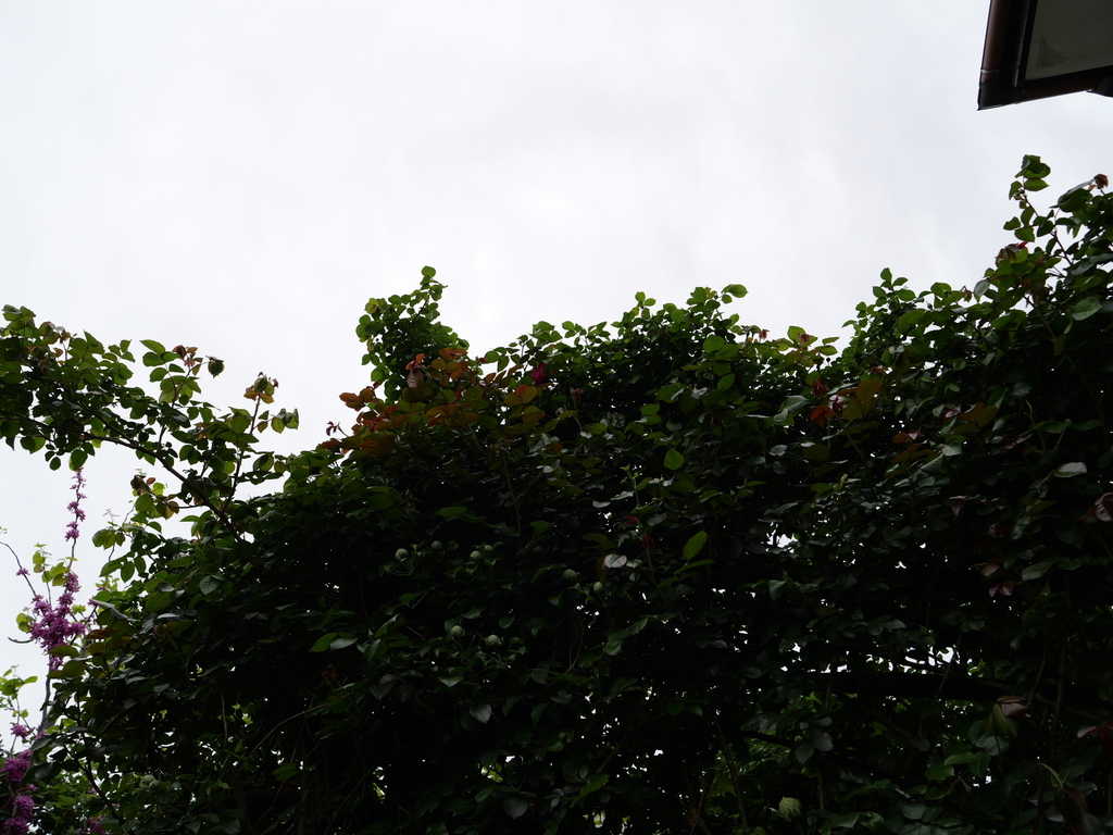 2025-04-20 08_09№(0262).JPG