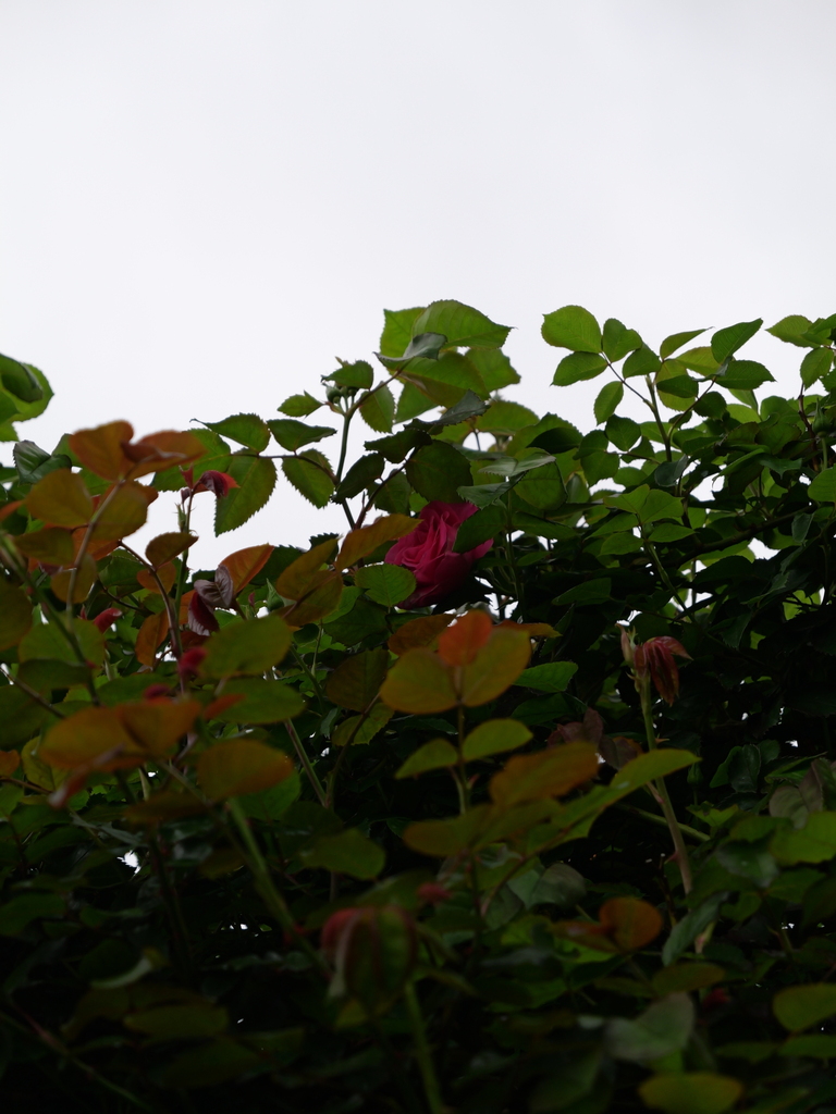 2025-04-20 08_09№(0264).JPG