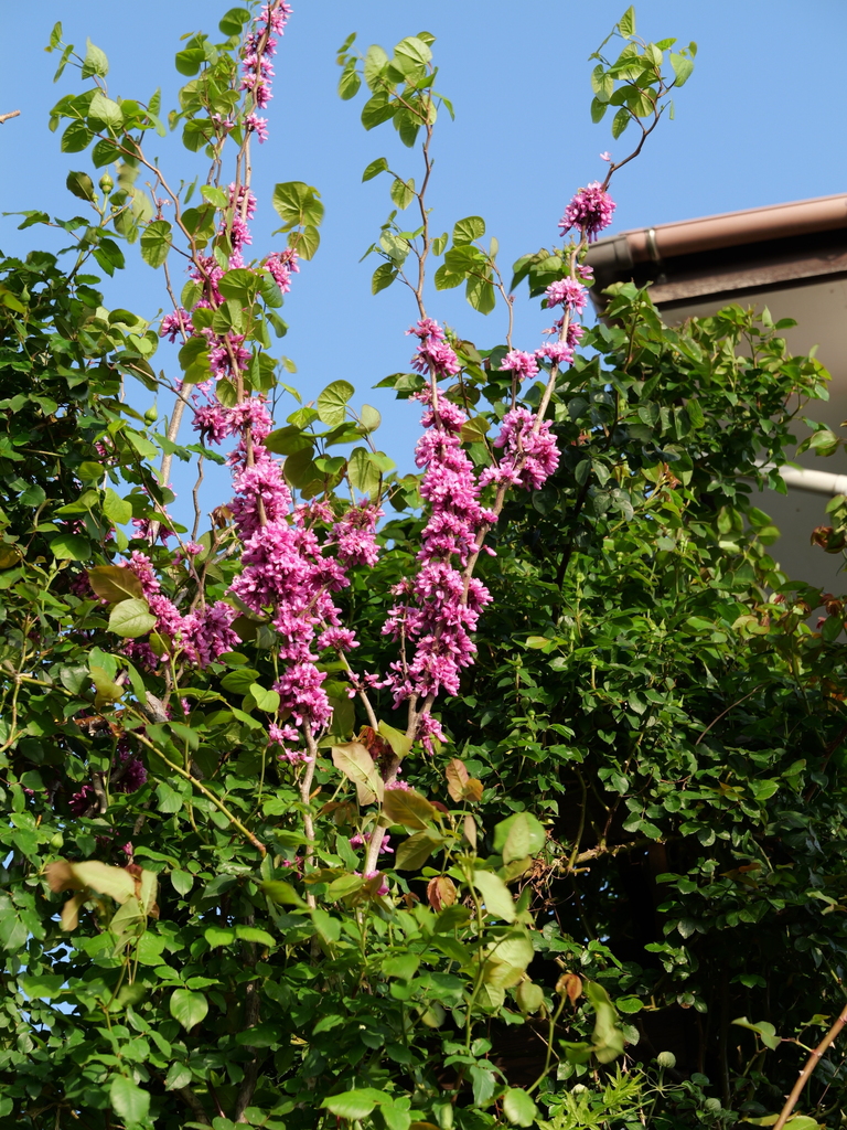 2025-04-21 06_43№(0011).JPG