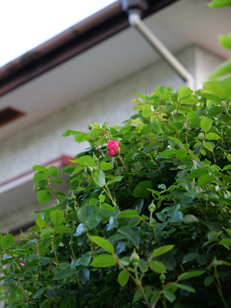 2025-04-21 06_55№(0035).JPG