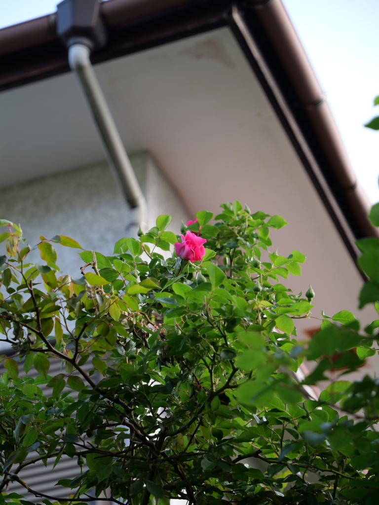 2025-04-21 06_55№(0037).JPG