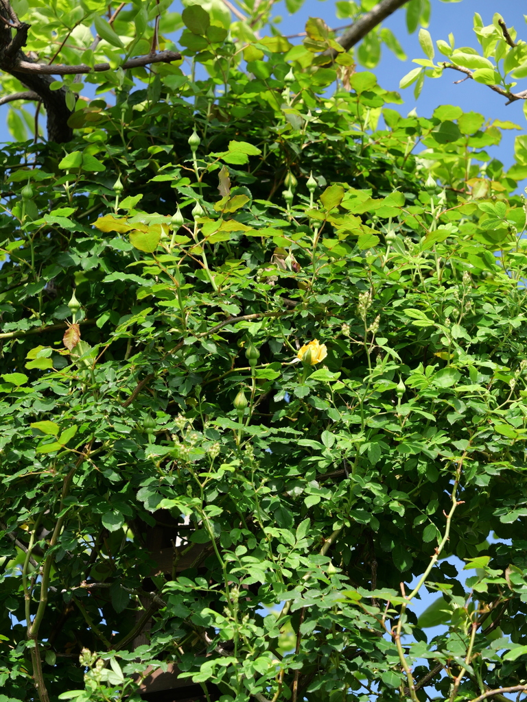 2025-04-21 07_29№(0126).JPG
