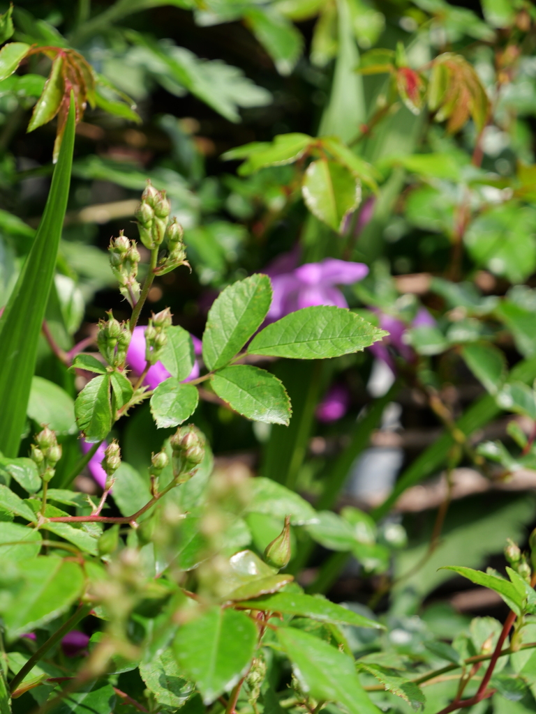 2025-04-21 07_29№(0139).JPG