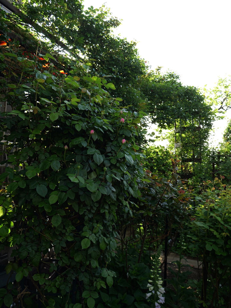 2025-04-21 07_31№(0181).JPG