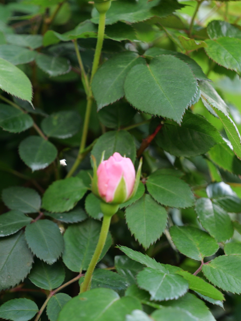 2025-04-21 07_31№(0183).JPG