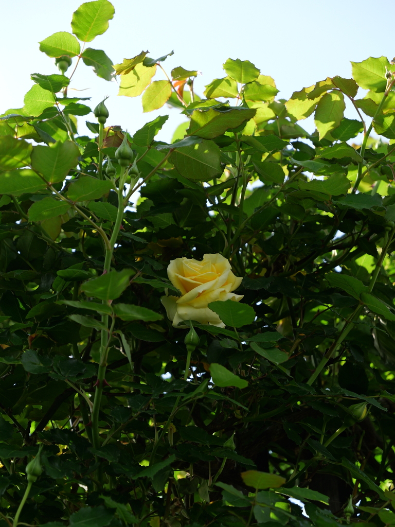 2025-04-21 07_32№(0216).JPG