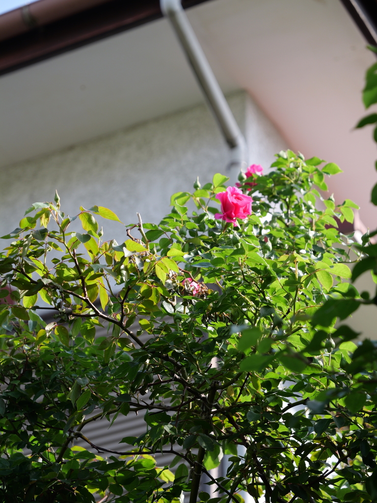 2025-04-22 08_05№(0141).JPG