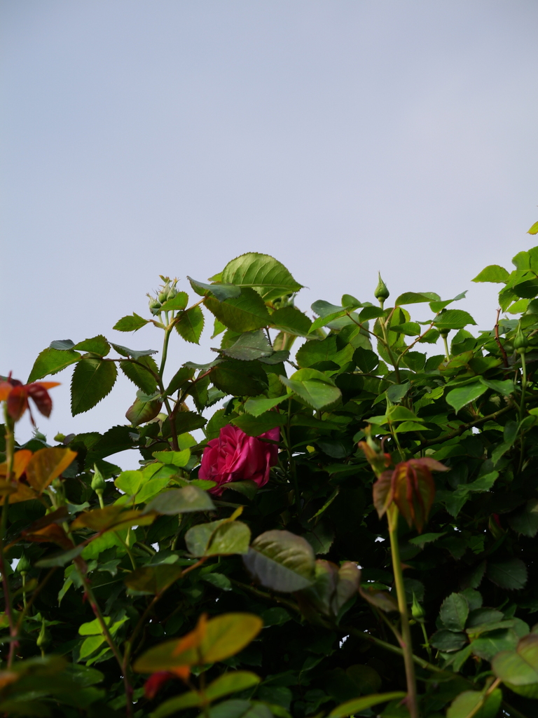 2025-04-22 08_06№(0143).JPG