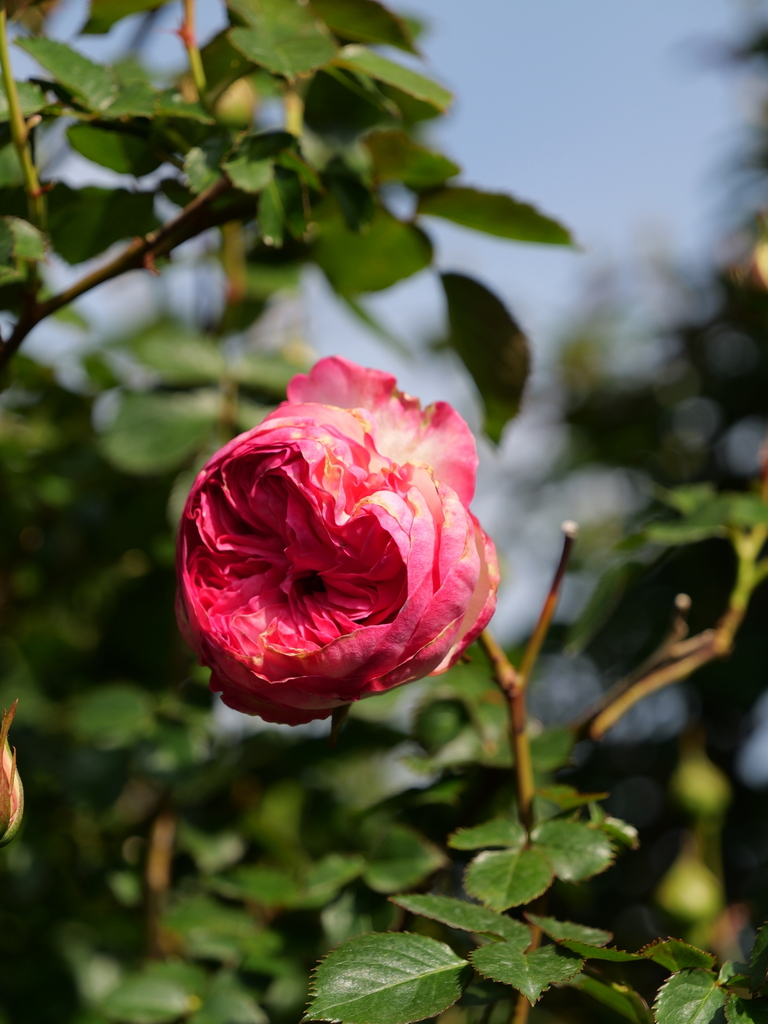 2025-04-22 08_15№(0311).JPG
