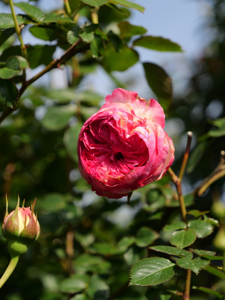 2025-04-22 08_15№(0312).JPG