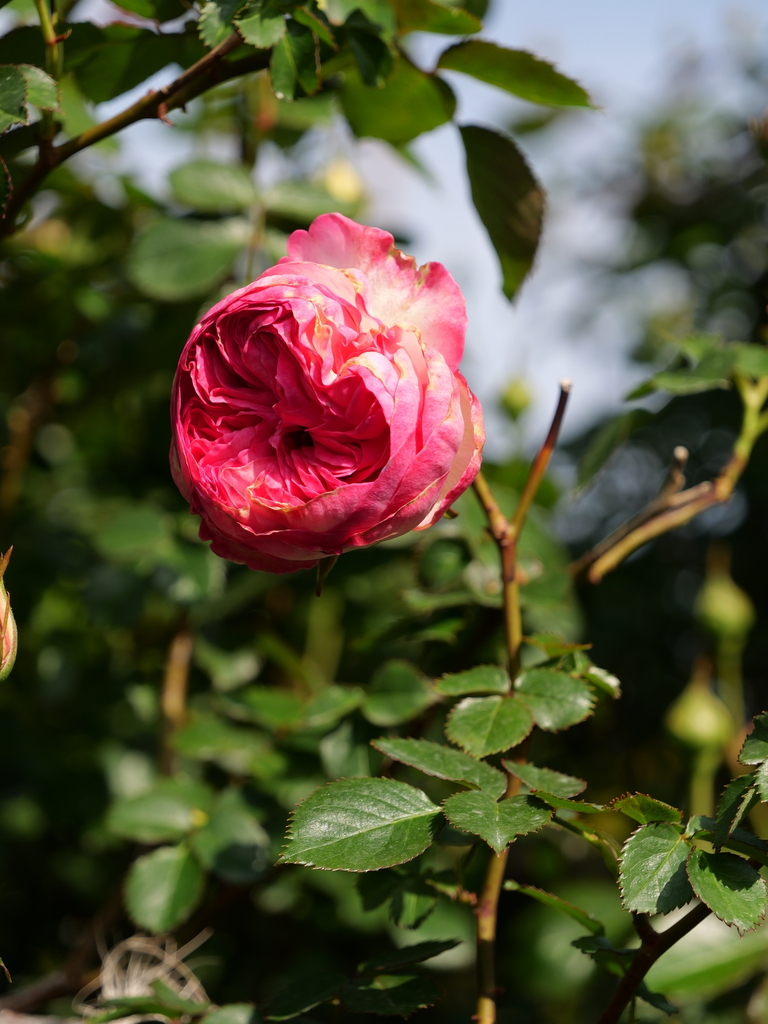 2025-04-22 08_15№(0313).JPG
