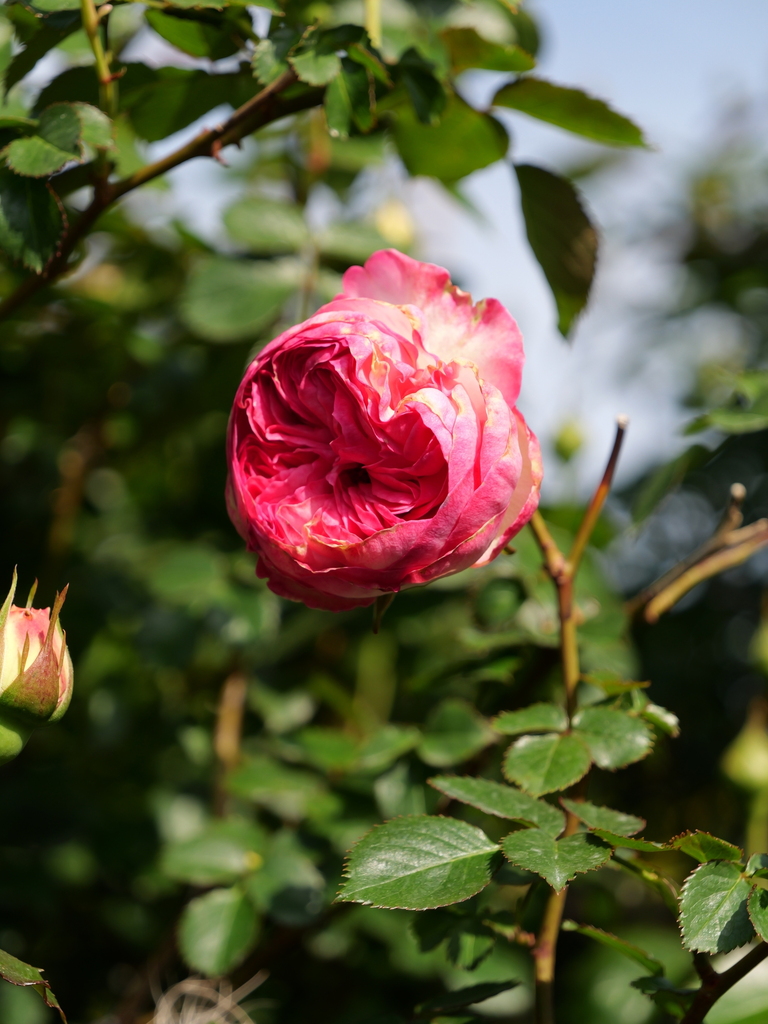 2025-04-22 08_15№(0314).JPG