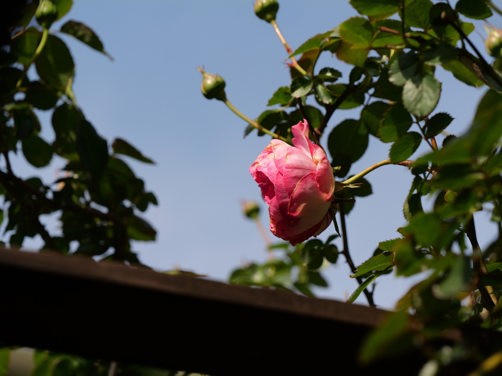2025-04-22 08_17№(0327).JPG