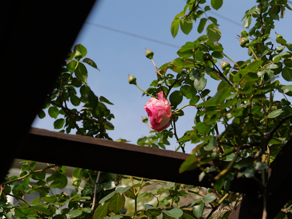 2025-04-22 08_17№(0328).JPG