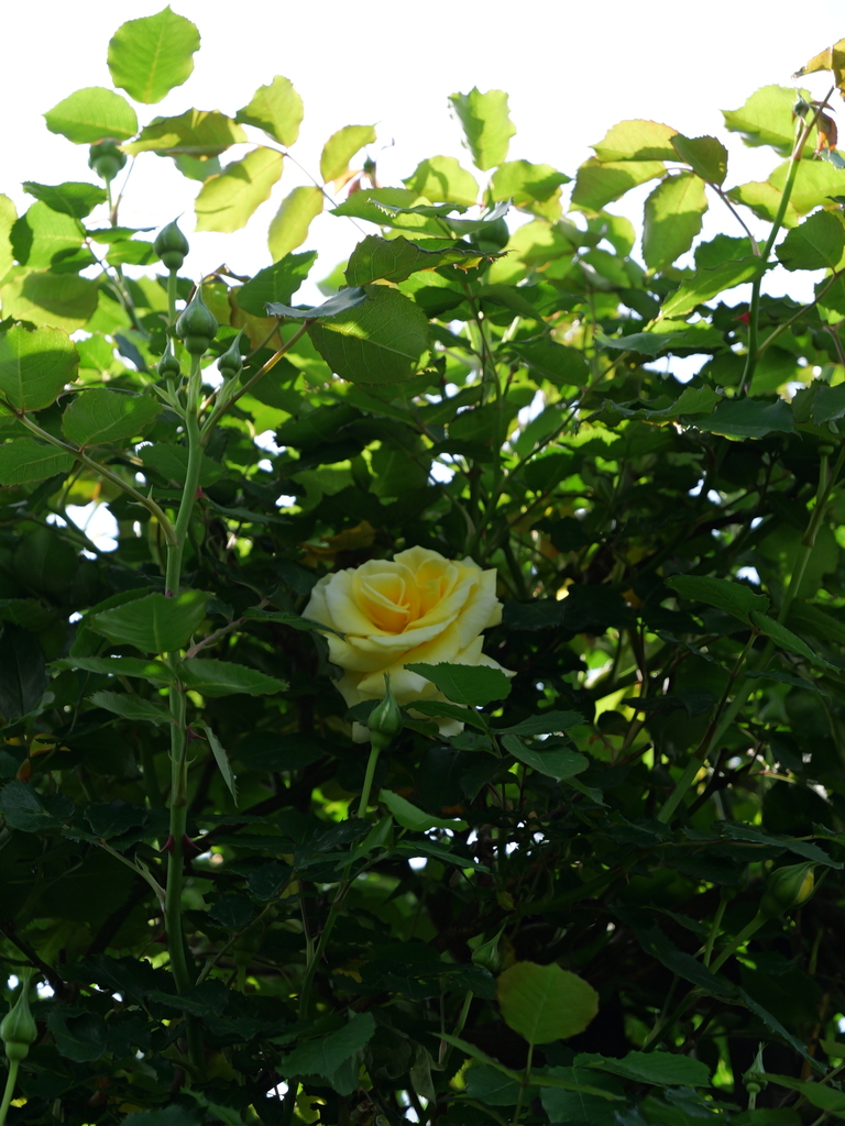 2025-04-22 08_18№(0386).JPG